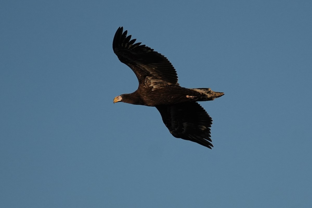 Steller's Sea-Eagle - ML646770926