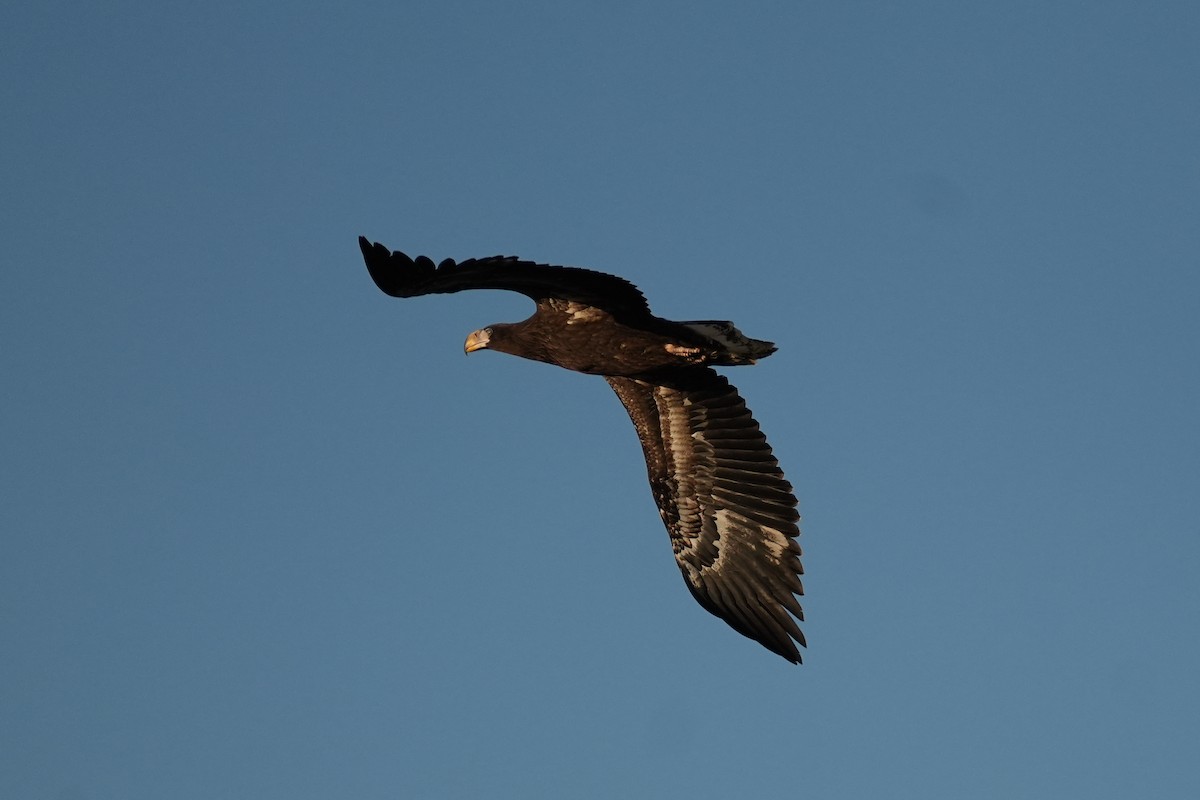 Steller's Sea-Eagle - ML646770927