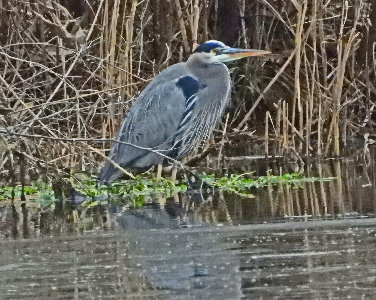 Great Blue Heron - ML646770928