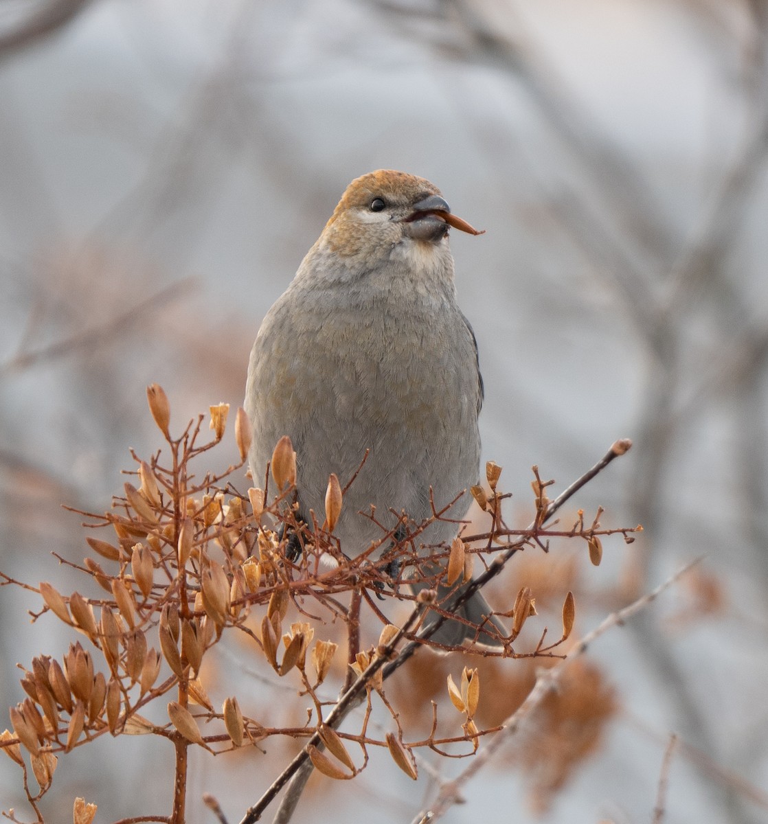 ギンザンマシコ - ML646770939