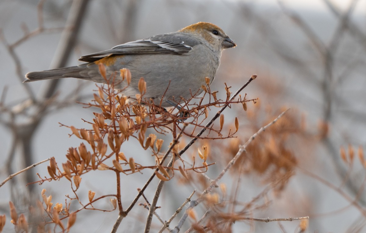 ギンザンマシコ - ML646770940