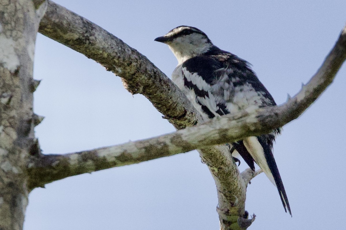 Değişken Renkli Tırtılyiyen - ML646770941