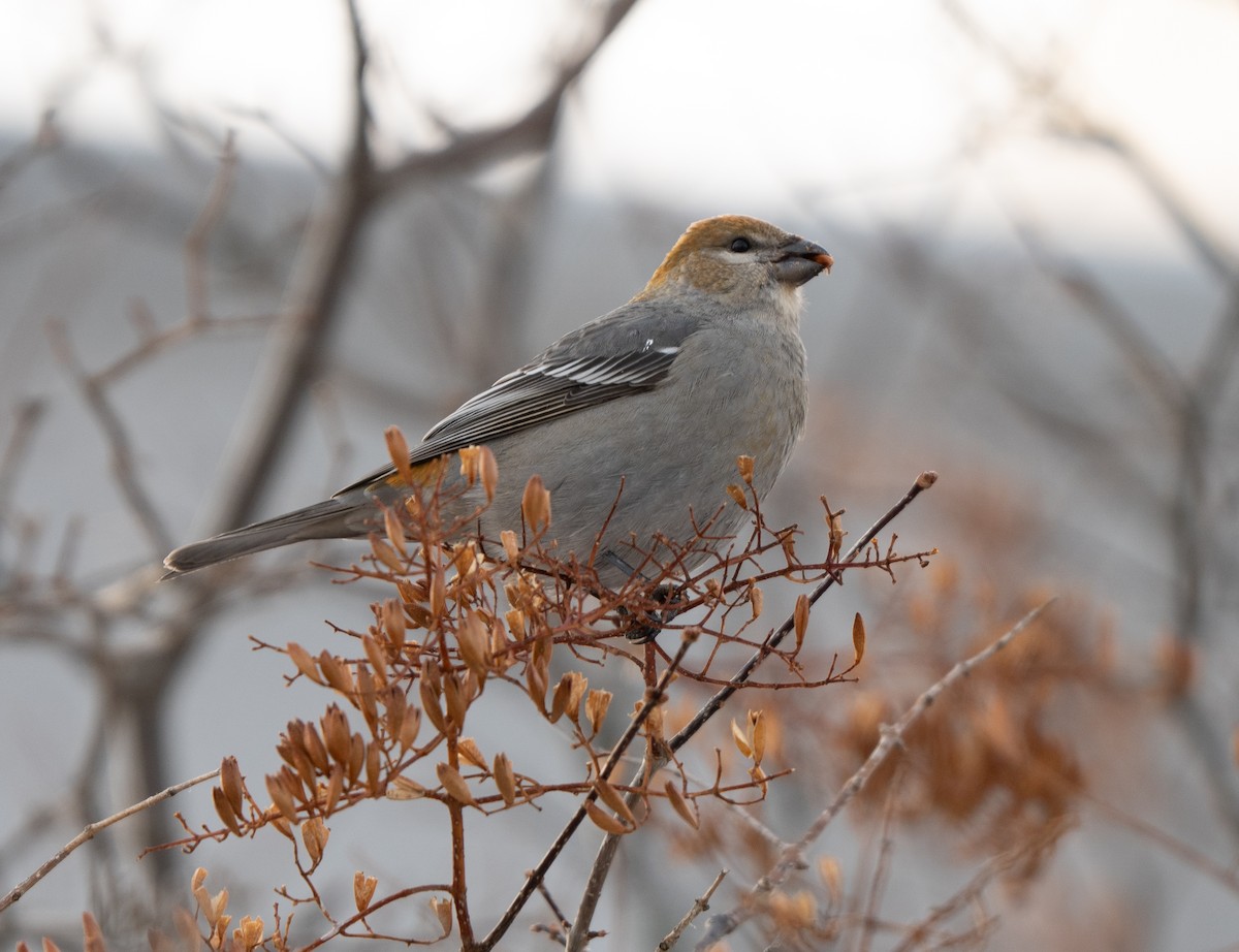 ギンザンマシコ - ML646770942