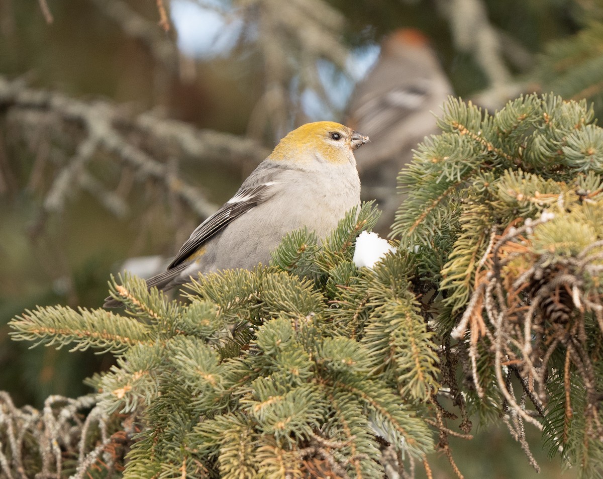 ギンザンマシコ - ML646770943