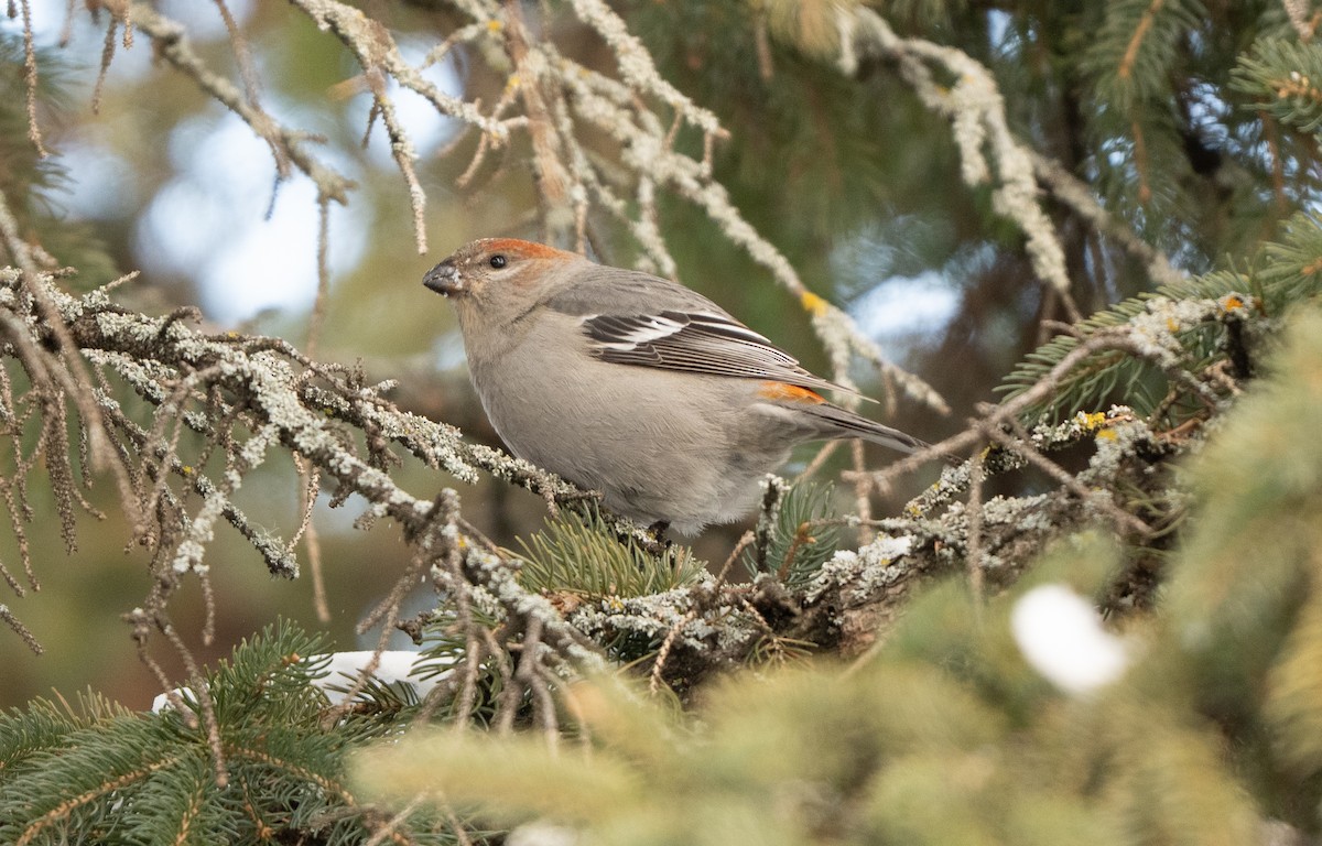 ギンザンマシコ - ML646770944