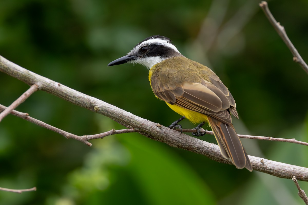 Lesser Kiskadee - ML646770946