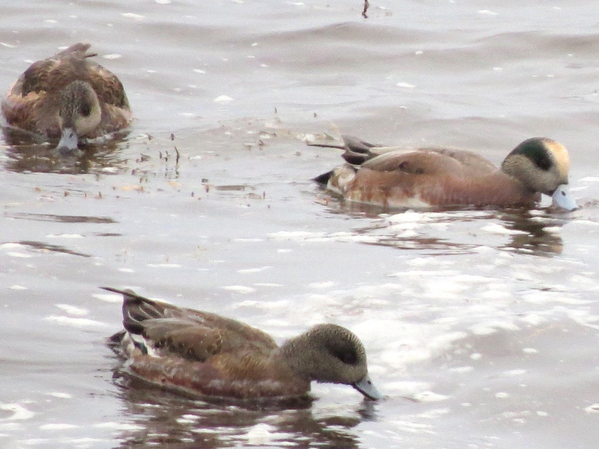 Fischione americano - ML646770947