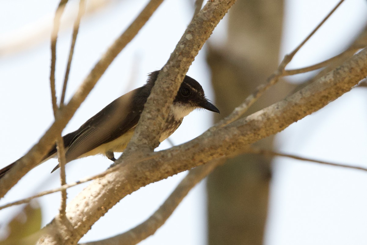 Kızıl Karınlı Katmerkuyruk - ML646770948