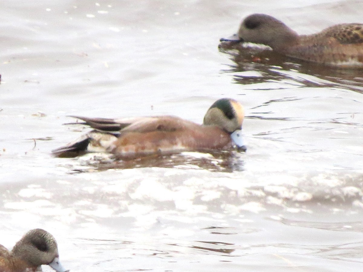 Fischione americano - ML646770950