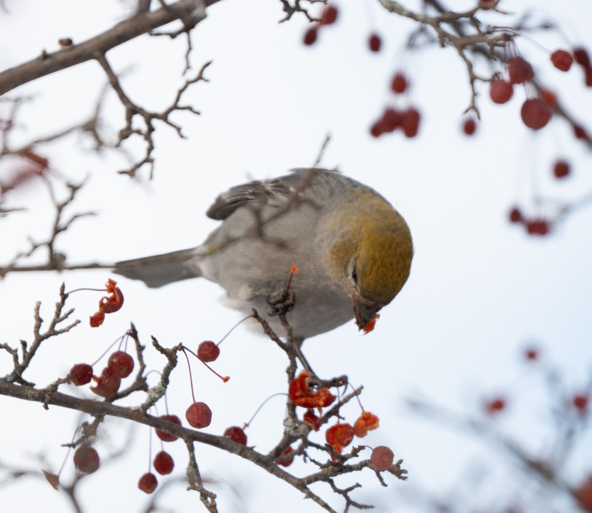 ギンザンマシコ - ML646770951