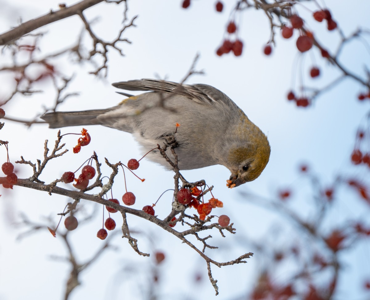 ギンザンマシコ - ML646770952