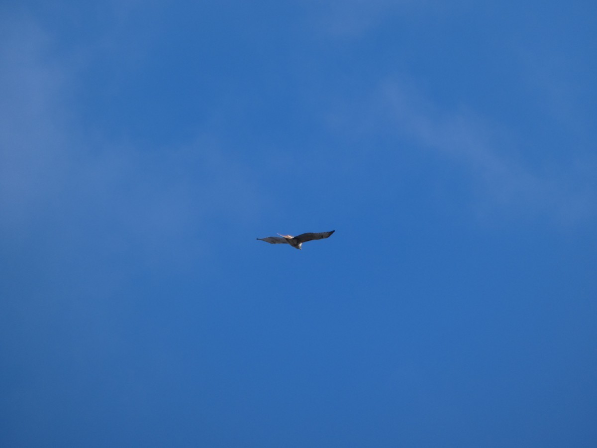 Red-tailed Hawk - ML646770953