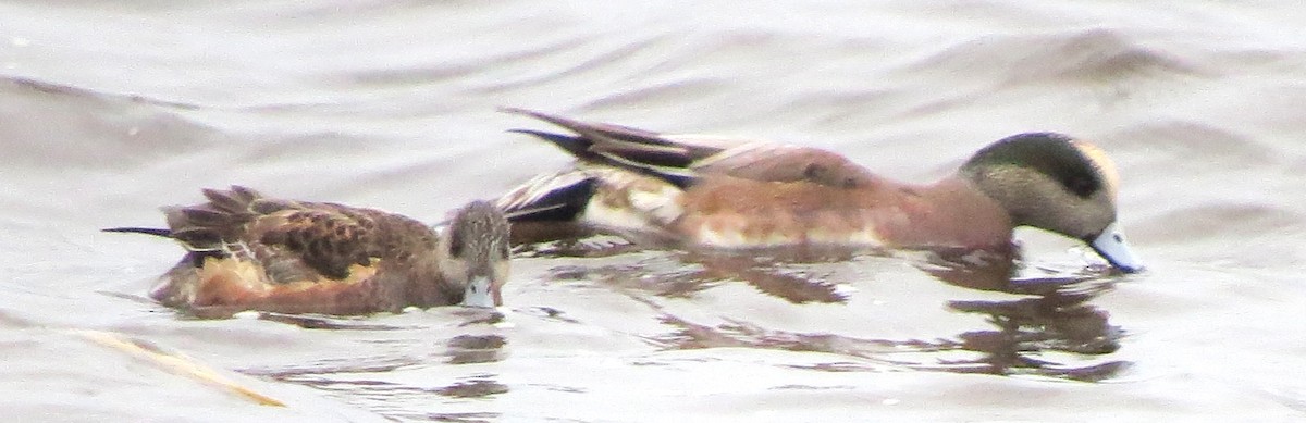 Fischione americano - ML646770954