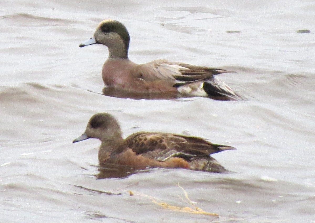 Fischione americano - ML646770955