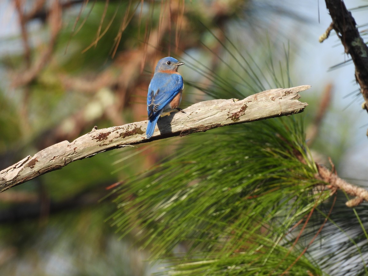 Eastern Bluebird - ML646770958