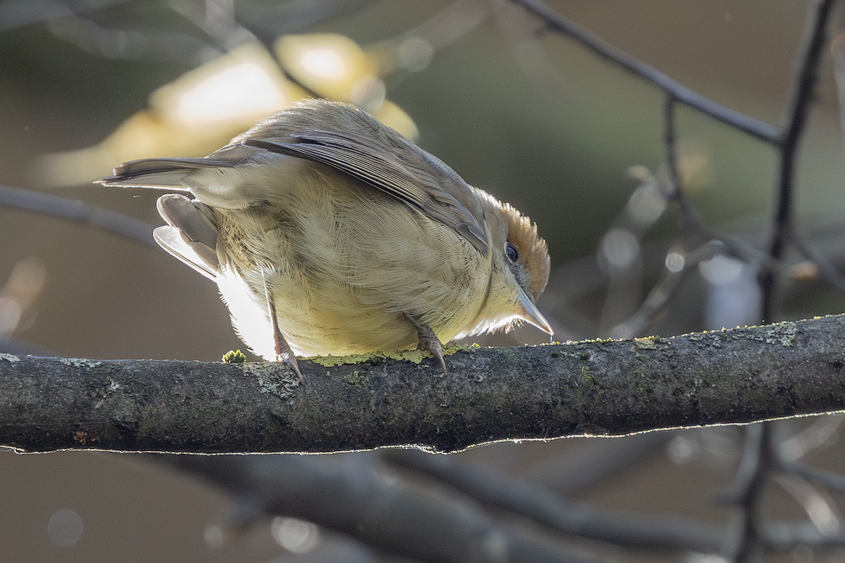 Черноголовая славка - ML646770966