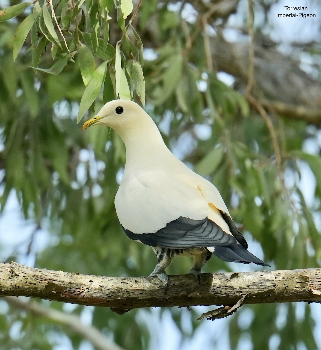 Torresian Imperial-Pigeon - ML646770969