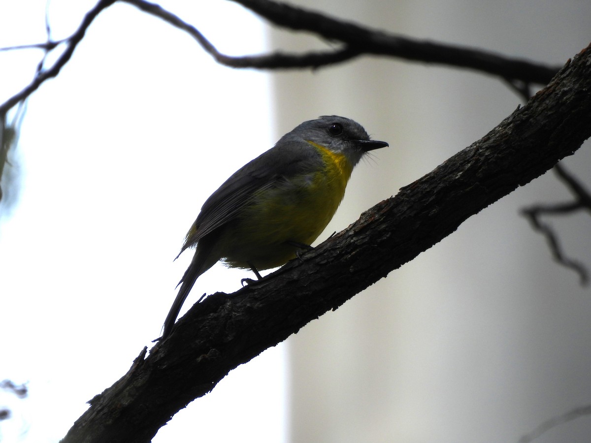 Doğulu Sarı Bülbül - ML646770972