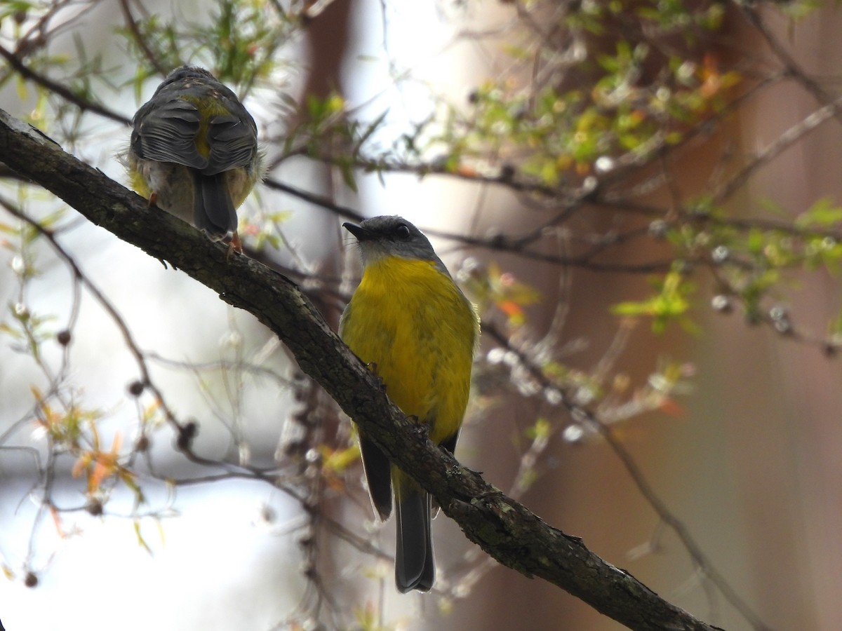 Doğulu Sarı Bülbül - ML646770973