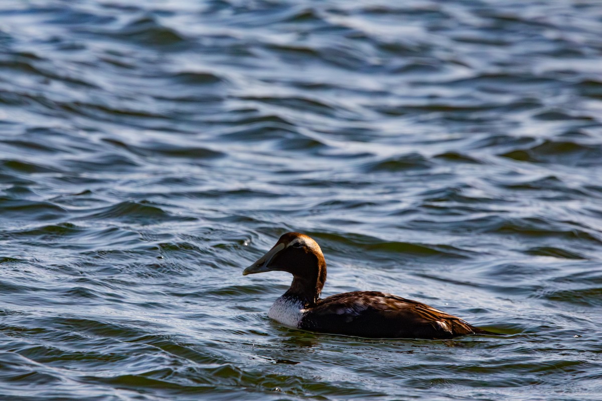 Common Eider - ML646770975