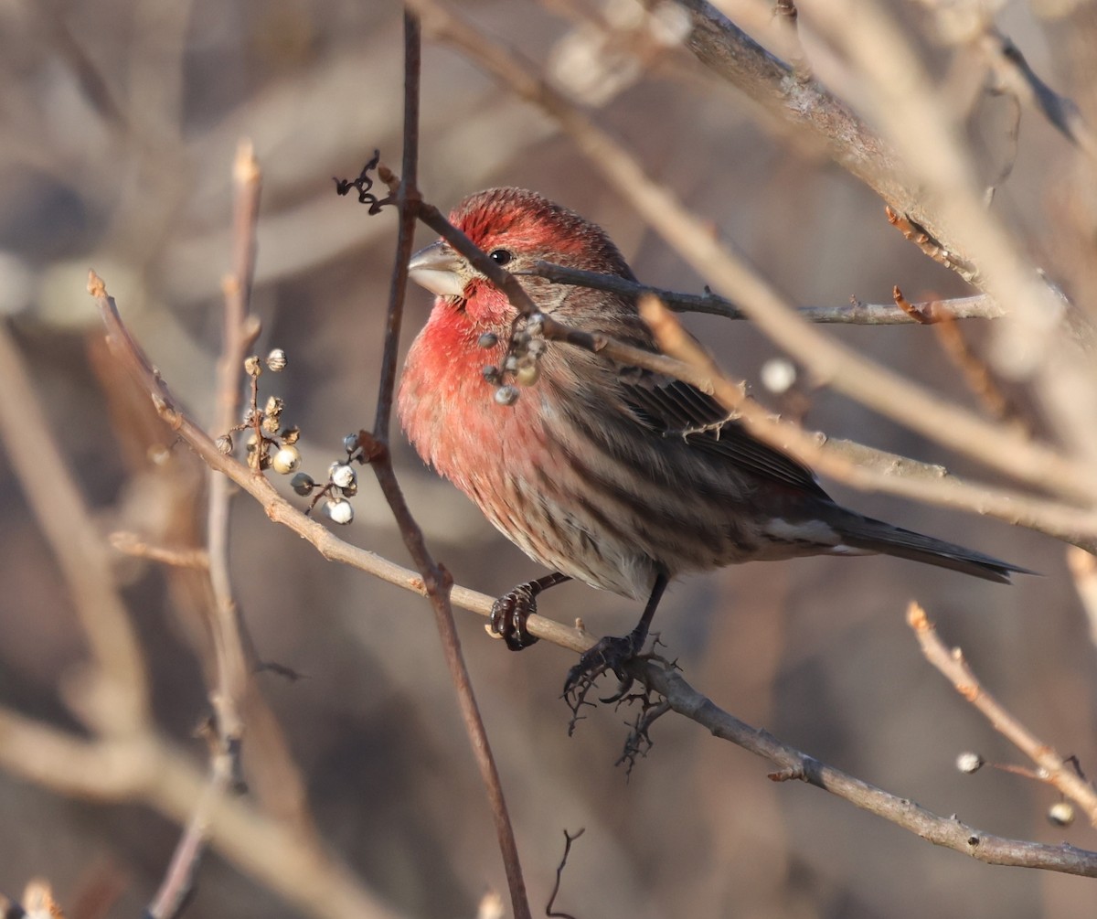 Camachuelo Mexicano - ML646770977
