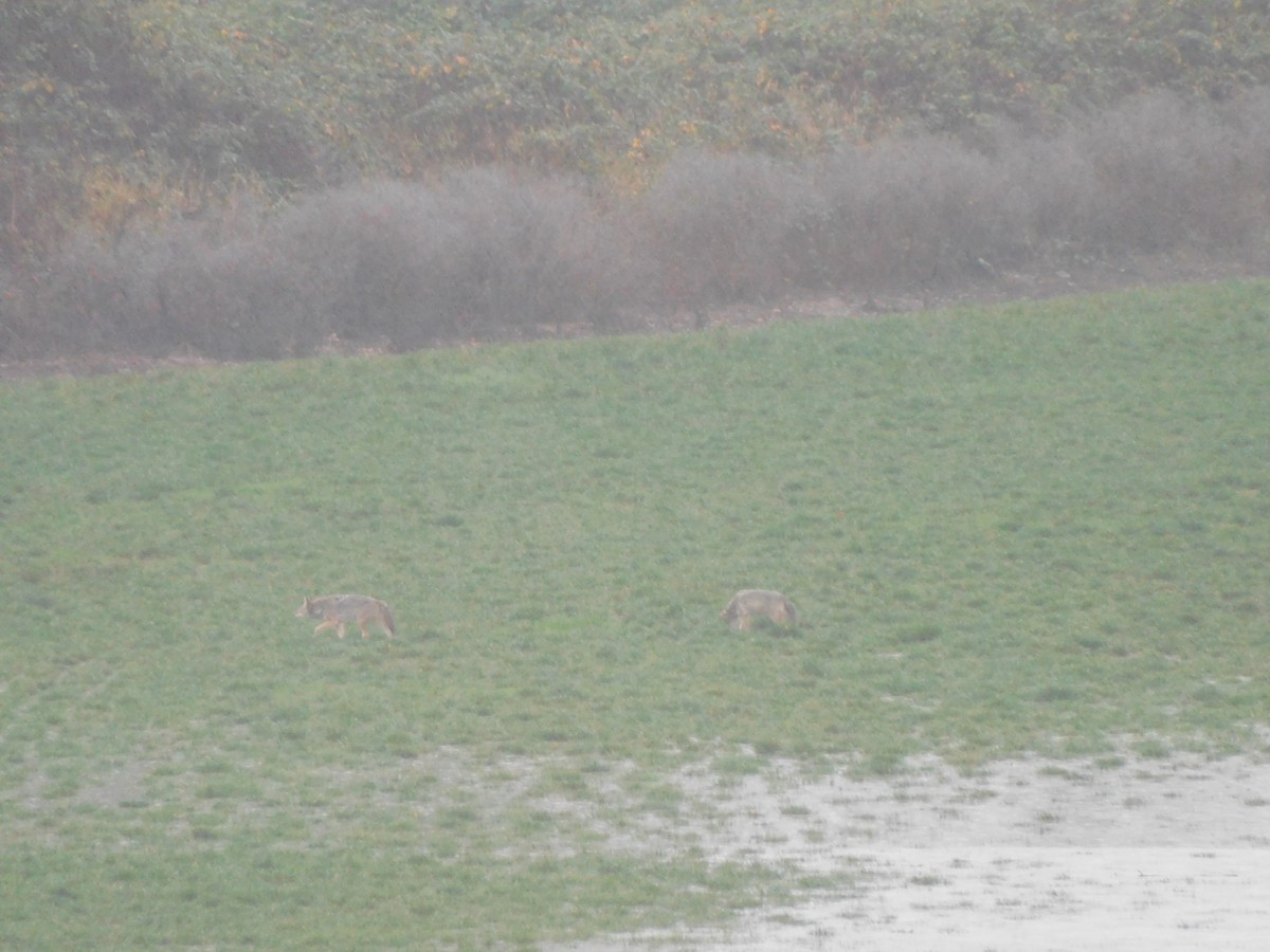 Coyote - ML646770980