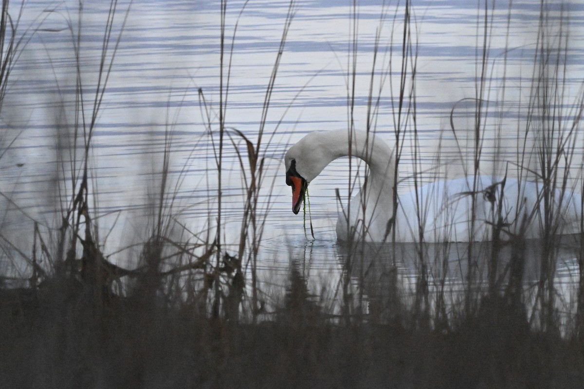 Mute Swan - ML646770981