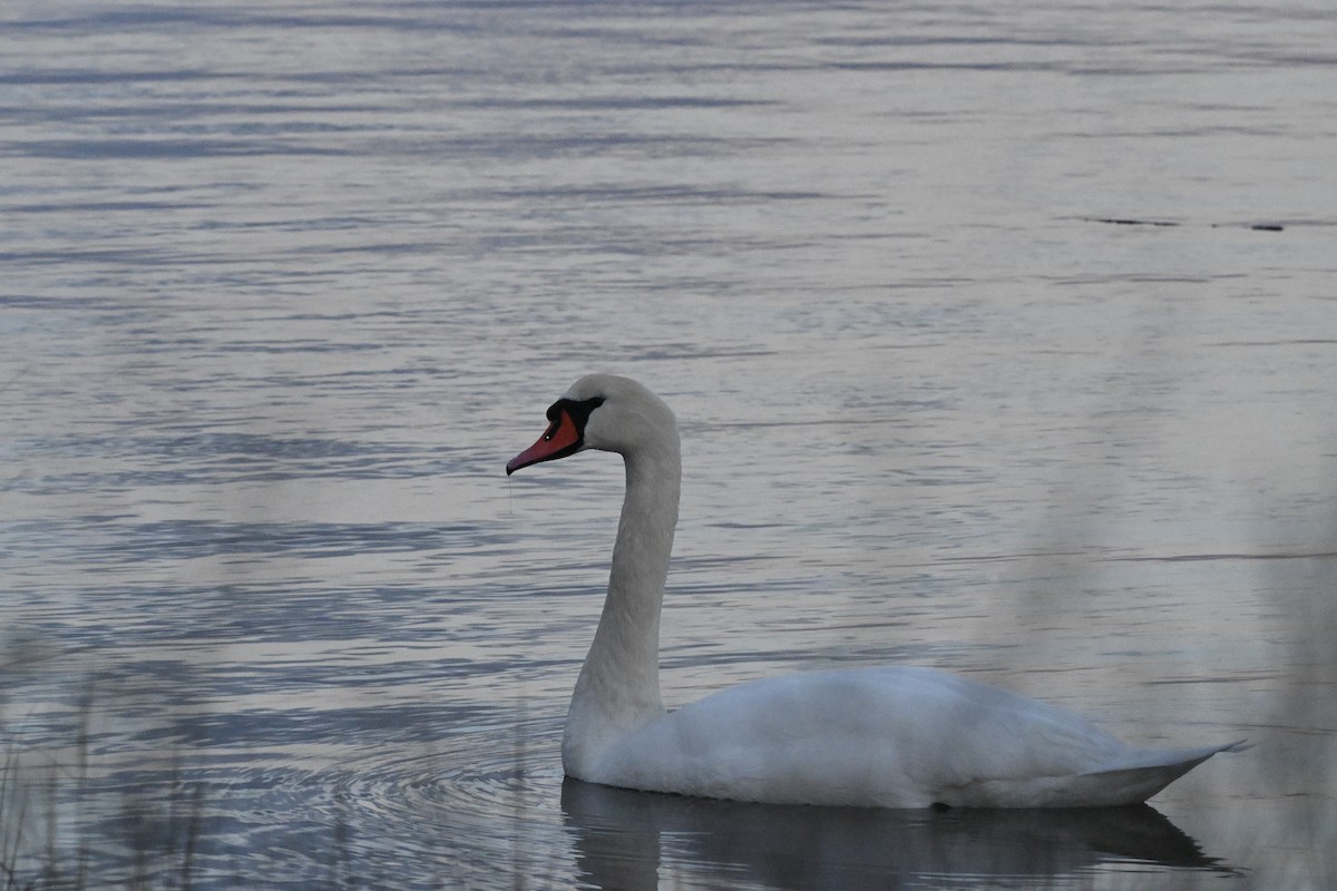 Mute Swan - ML646770982