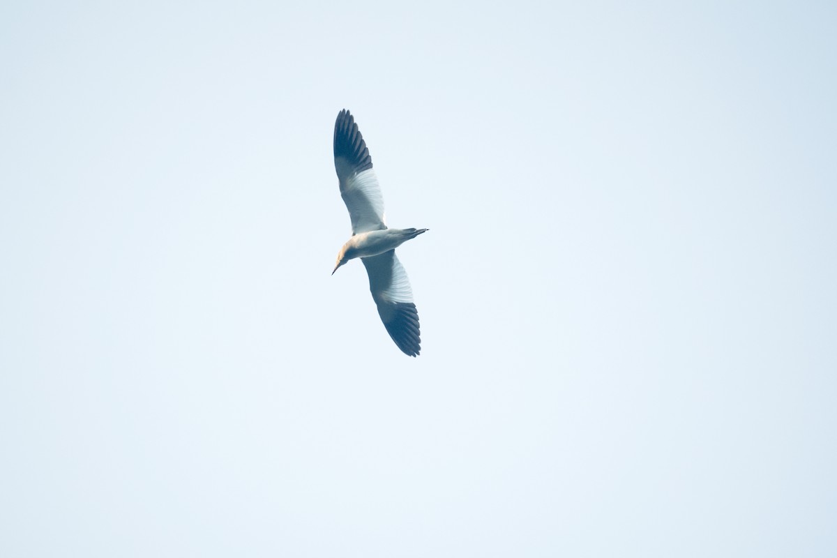 ケリ - ML646770984