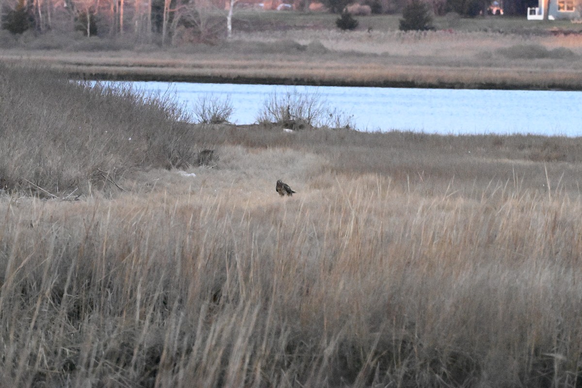 アメリカハイイロチュウヒ - ML646770986