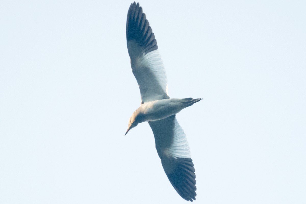 ケリ - ML646770987