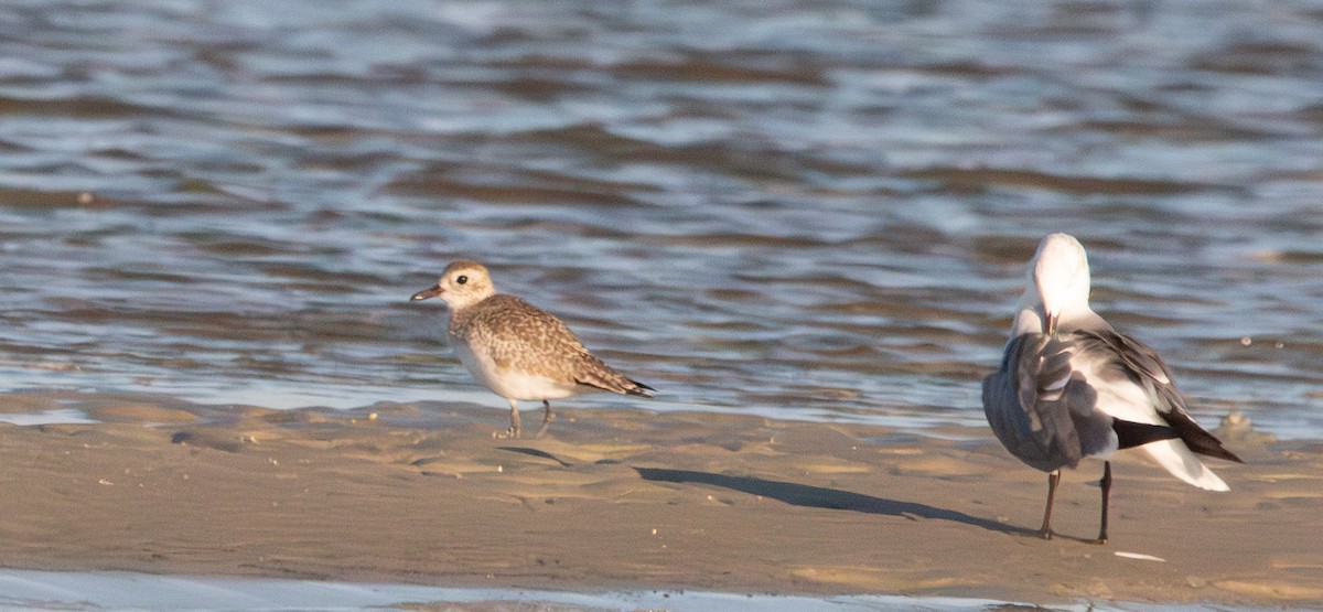 חופזי מנומר - ML646770989