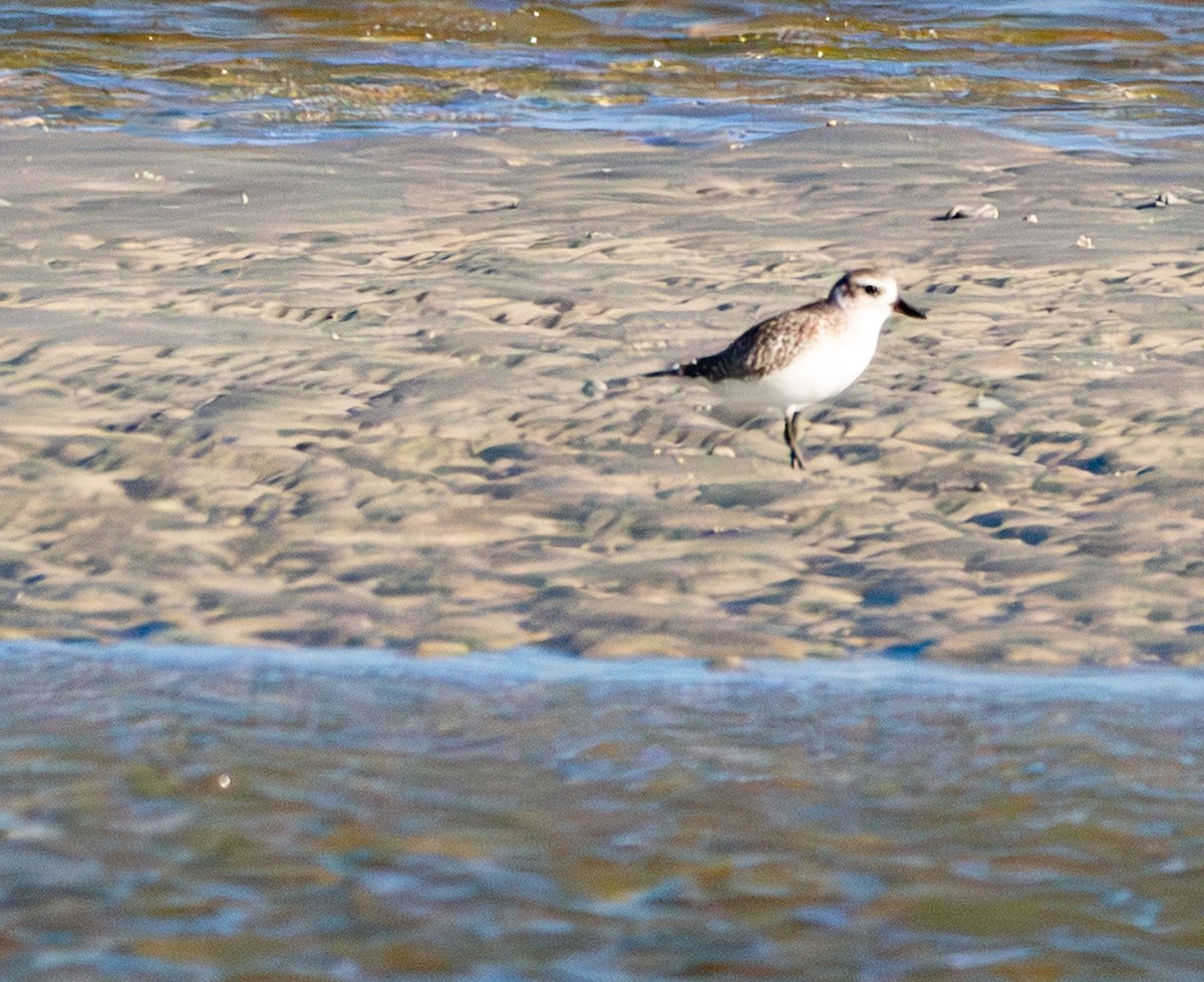 חופזי מנומר - ML646770990