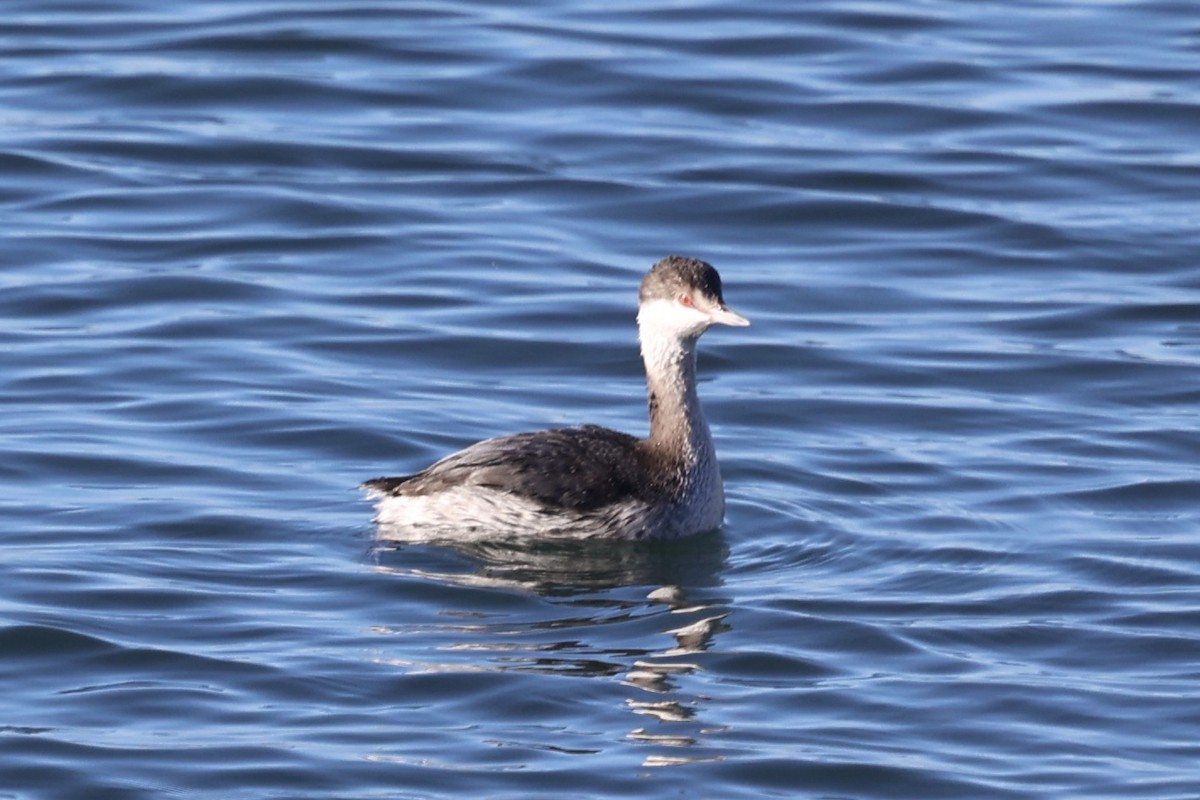 ミミカイツブリ - ML646770991