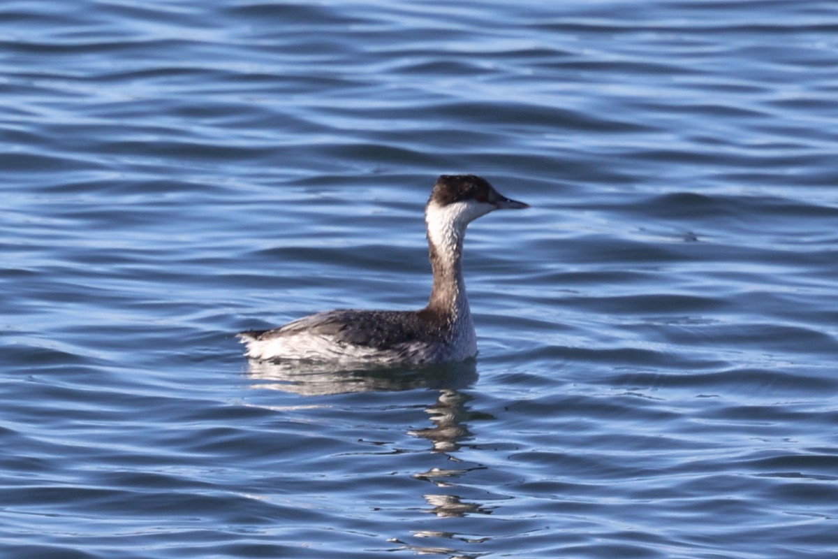 ミミカイツブリ - ML646770992