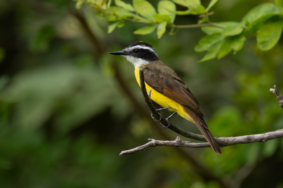 Lesser Kiskadee - ML646770993