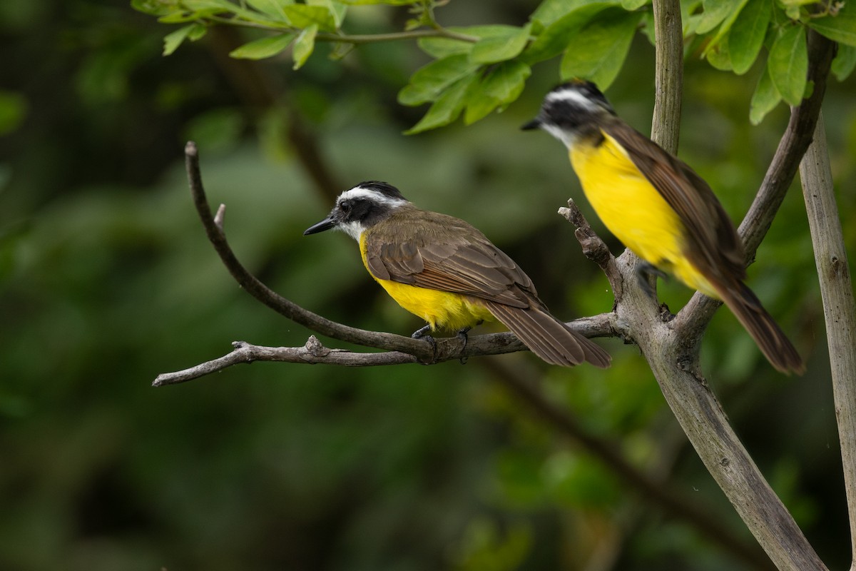 キバラタイランチョウ - ML646770994