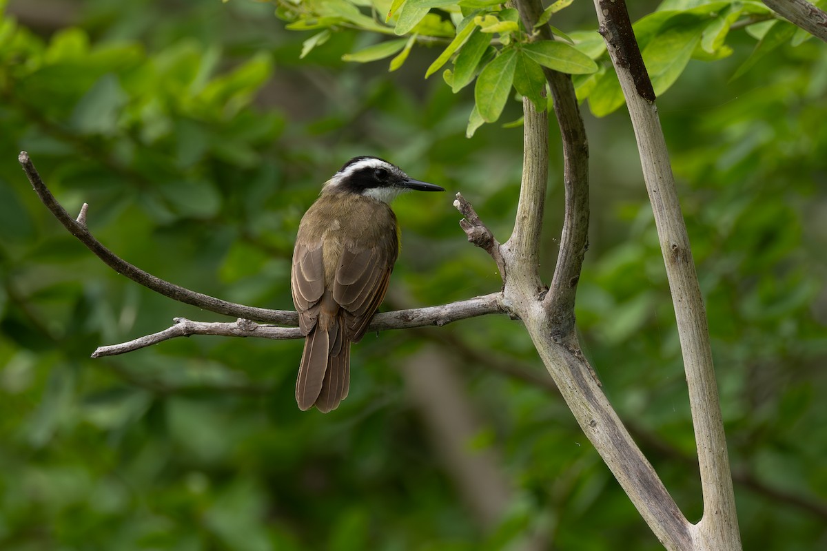 キバラタイランチョウ - ML646770997