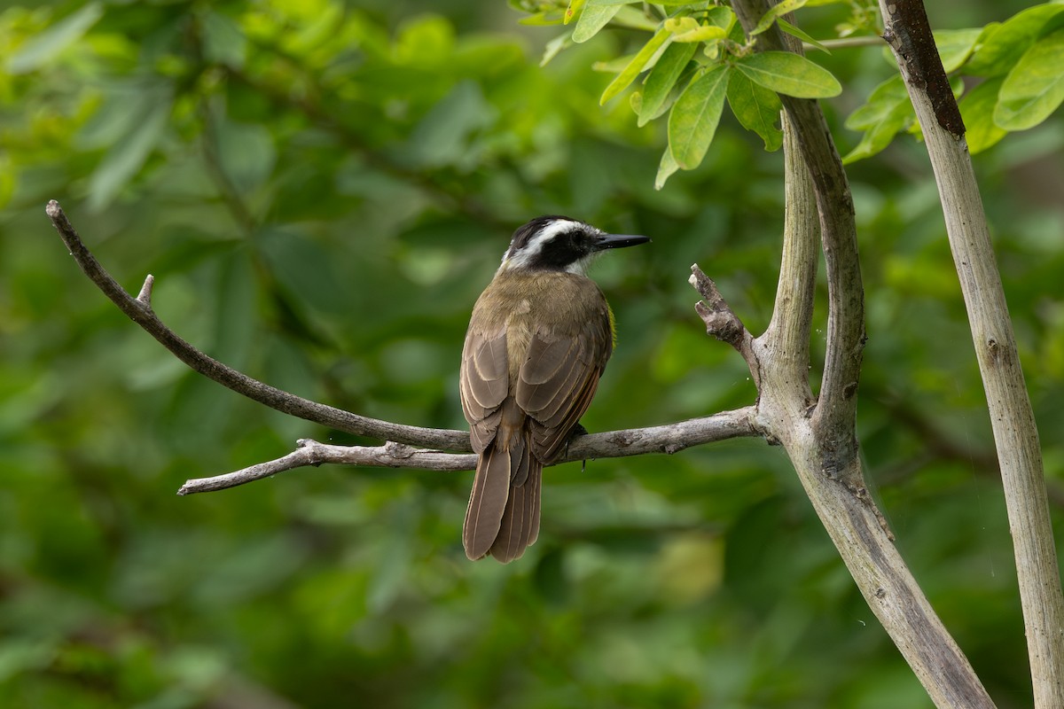 キバラタイランチョウ - ML646770998