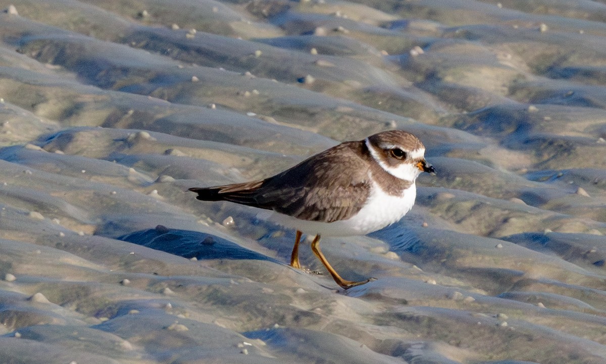 ミズカキチドリ - ML646770999