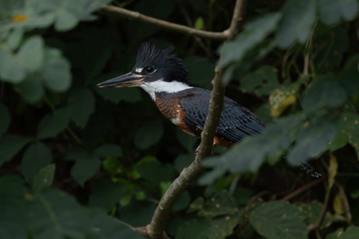 クビワヤマセミ - ML646771001