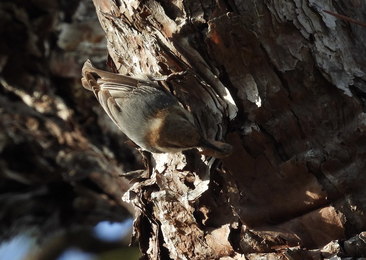 チャガシラヒメゴジュウカラ - ML646771002