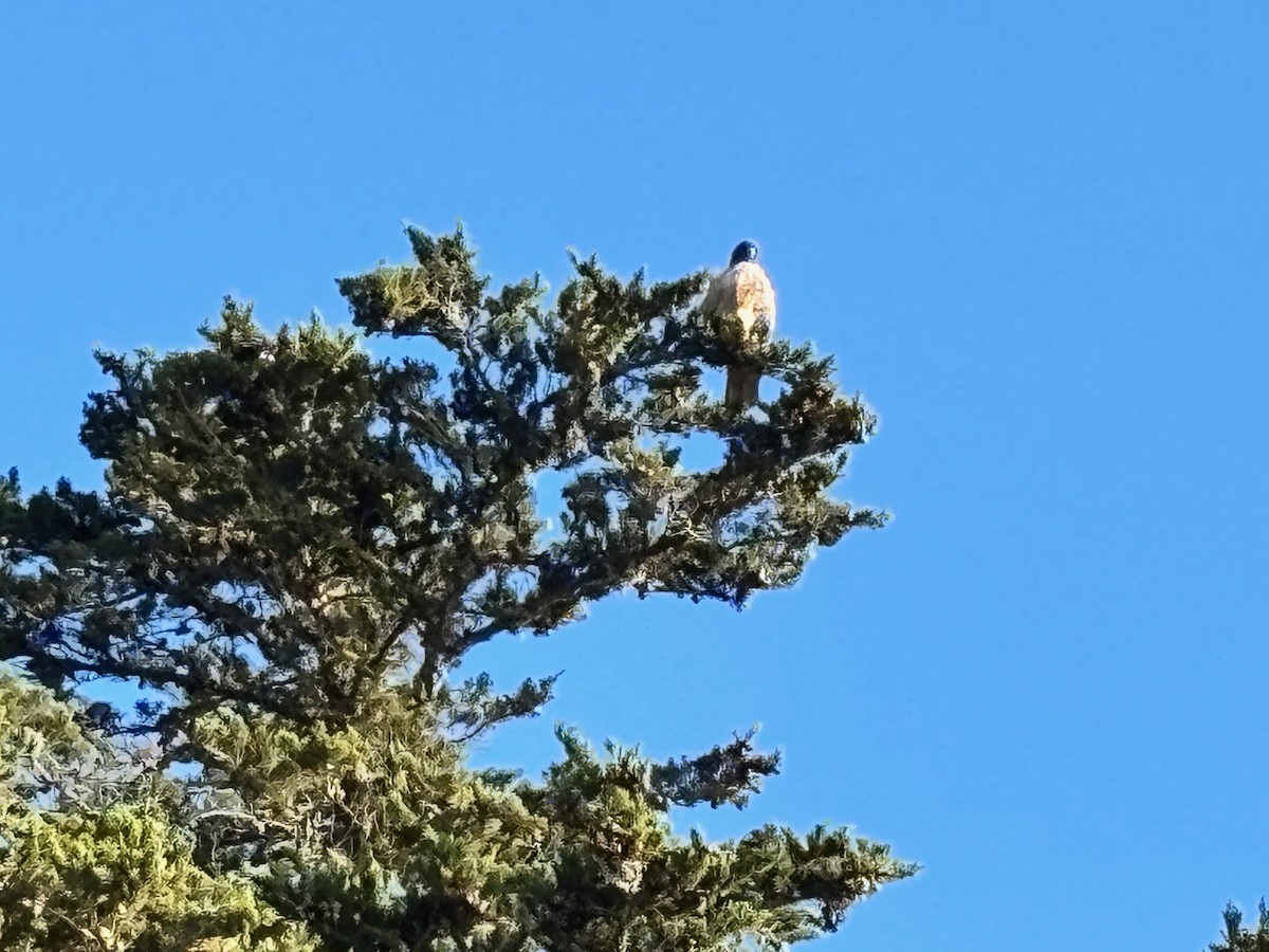 アカオノスリ - ML646771004