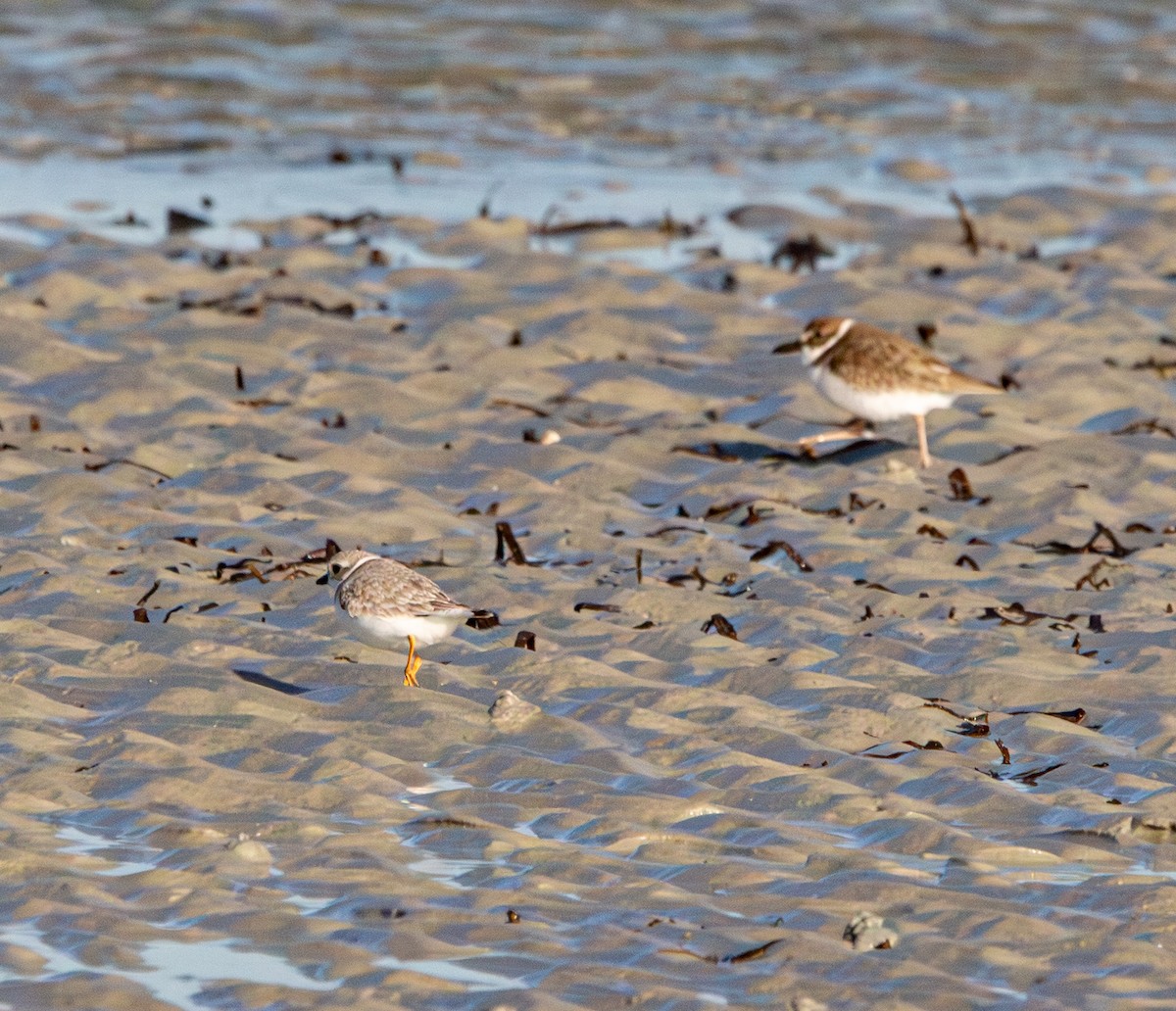 フエコチドリ - ML646771007