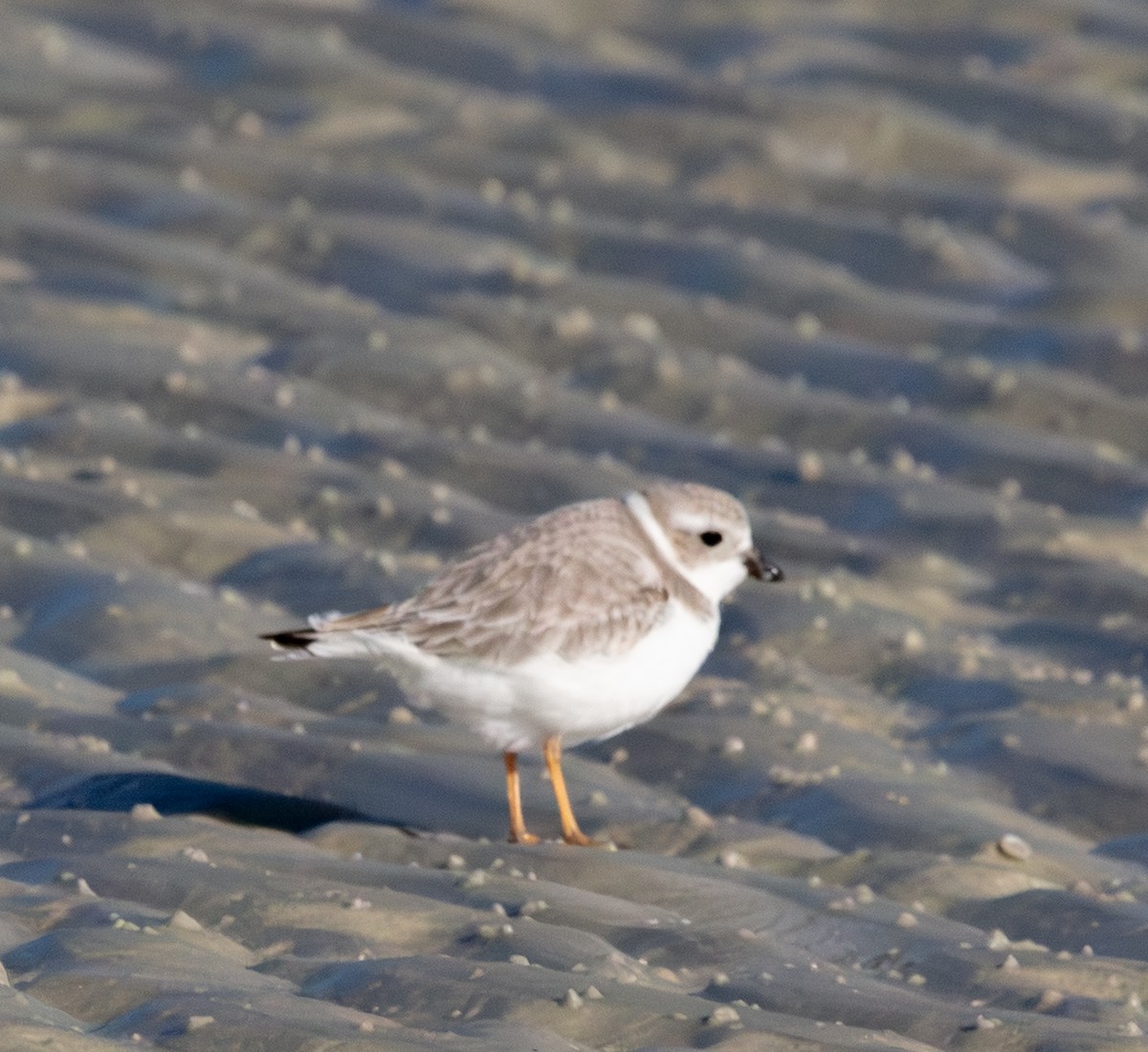 フエコチドリ - ML646771008