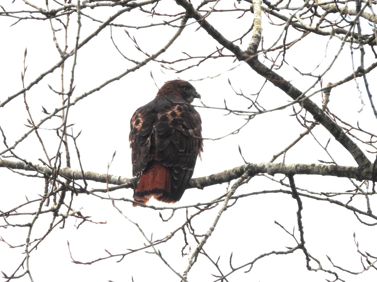 アカオノスリ - ML646771009