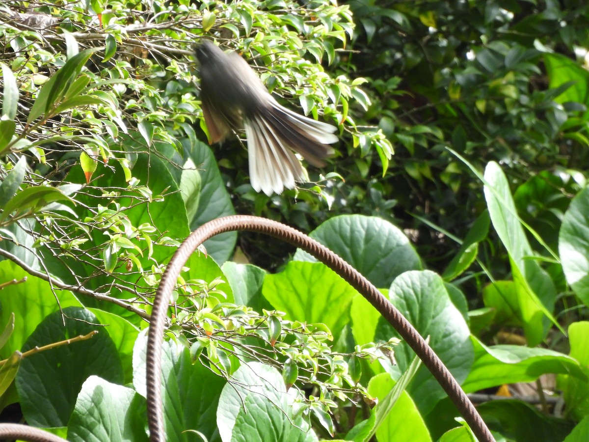 ハイイロオウギビタキ - ML646771010