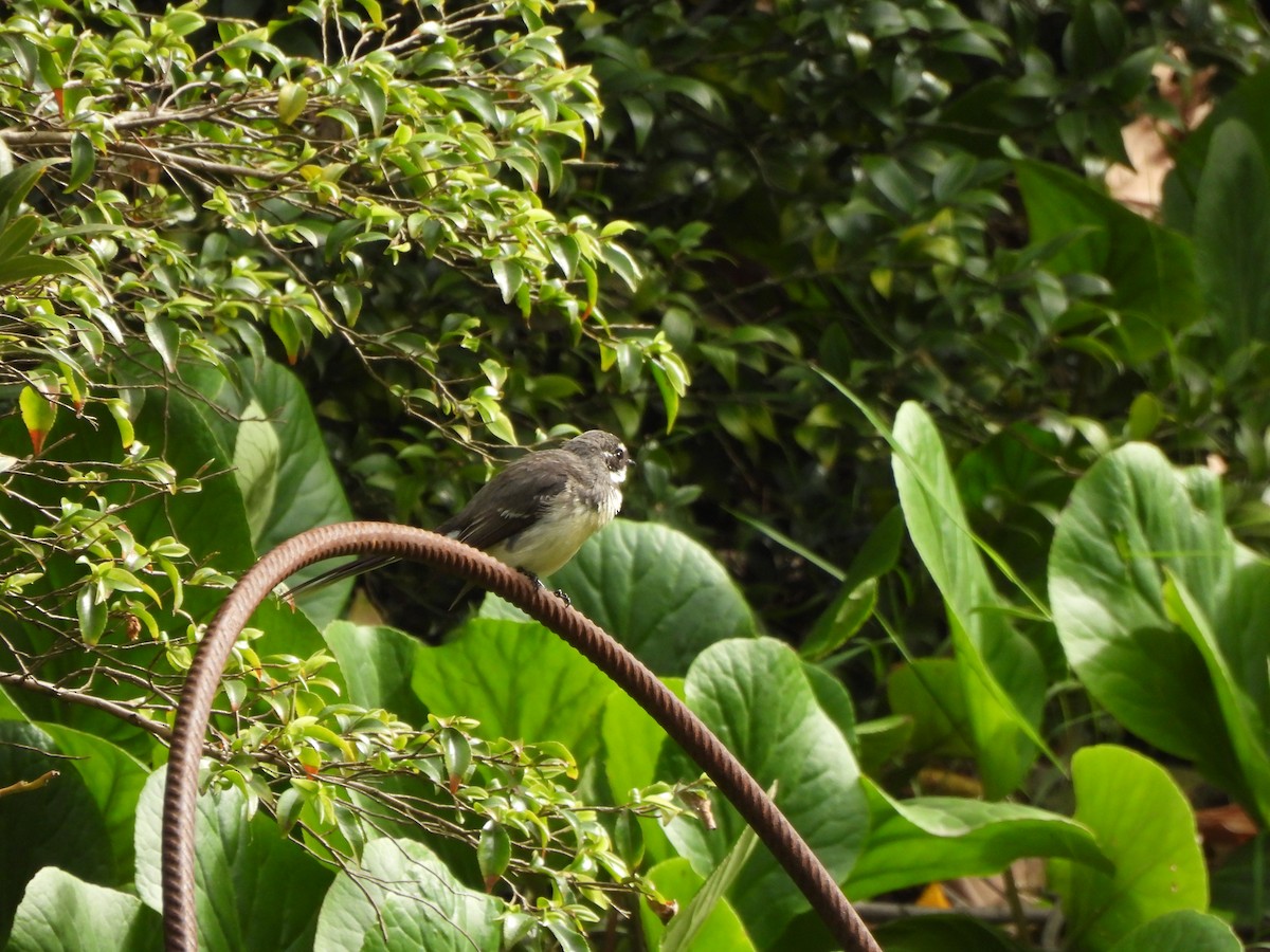 ハイイロオウギビタキ - ML646771011