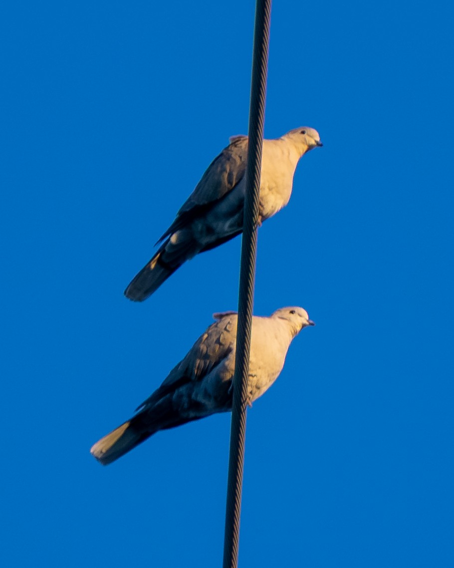 シラコバト - ML646771012