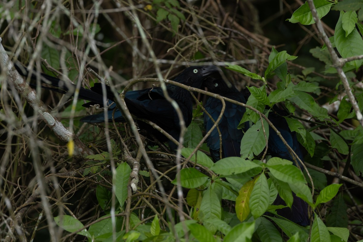 オニオオハシカッコウ - ML646771013